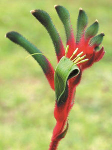 10 Red and Green Kangaroo Paw Seeds - Seed World