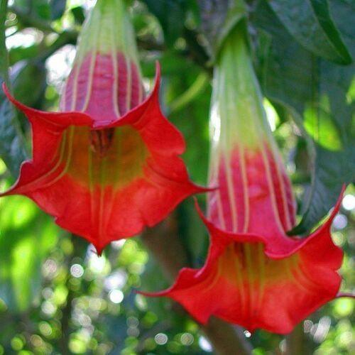 10 Red Angel Trumpet Seeds - Seed World