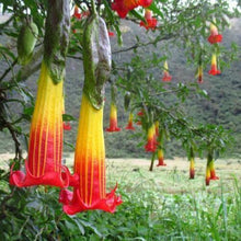 10 Red Angel Trumpet Seeds - Seed World