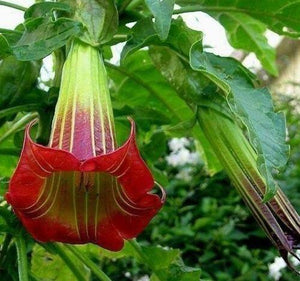 10 Red Angel Trumpet Seeds - Seed World