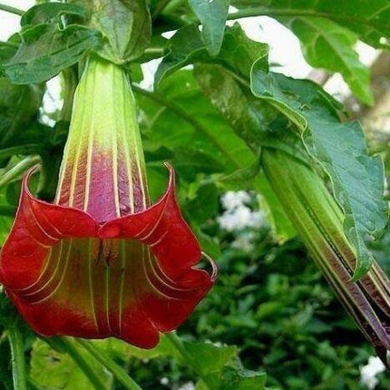 10 Red Angel Trumpet Seeds - Seed World