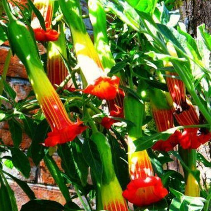 10 Red Angel Trumpet Seeds - Seed World