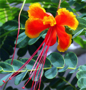 10 Red Bird of Paradise Seeds - Seed World