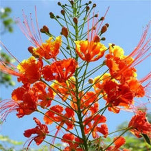 10 Red Bird of Paradise Seeds - Seed World