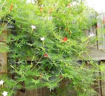 10 Red Cypress Vine Seeds - Seed World