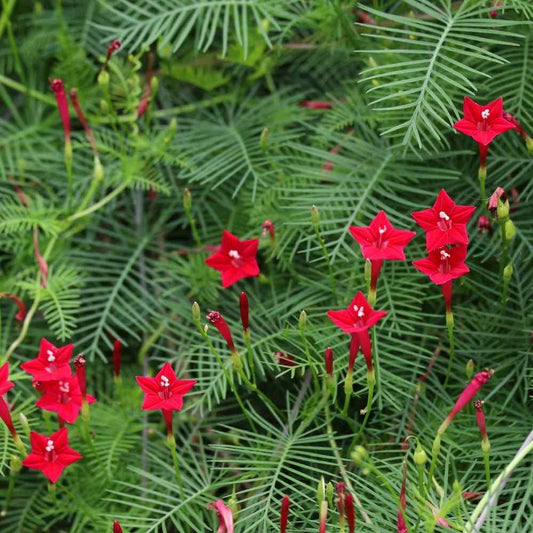 10 Red Cypress Vine Seeds - Seed World