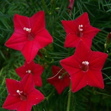 10 Red Cypress Vine Seeds - Seed World