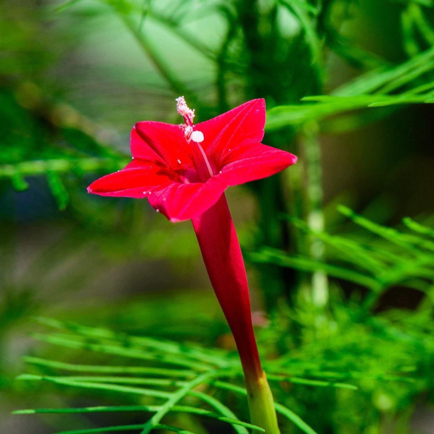 10 Red Cypress Vine Seeds - Seed World