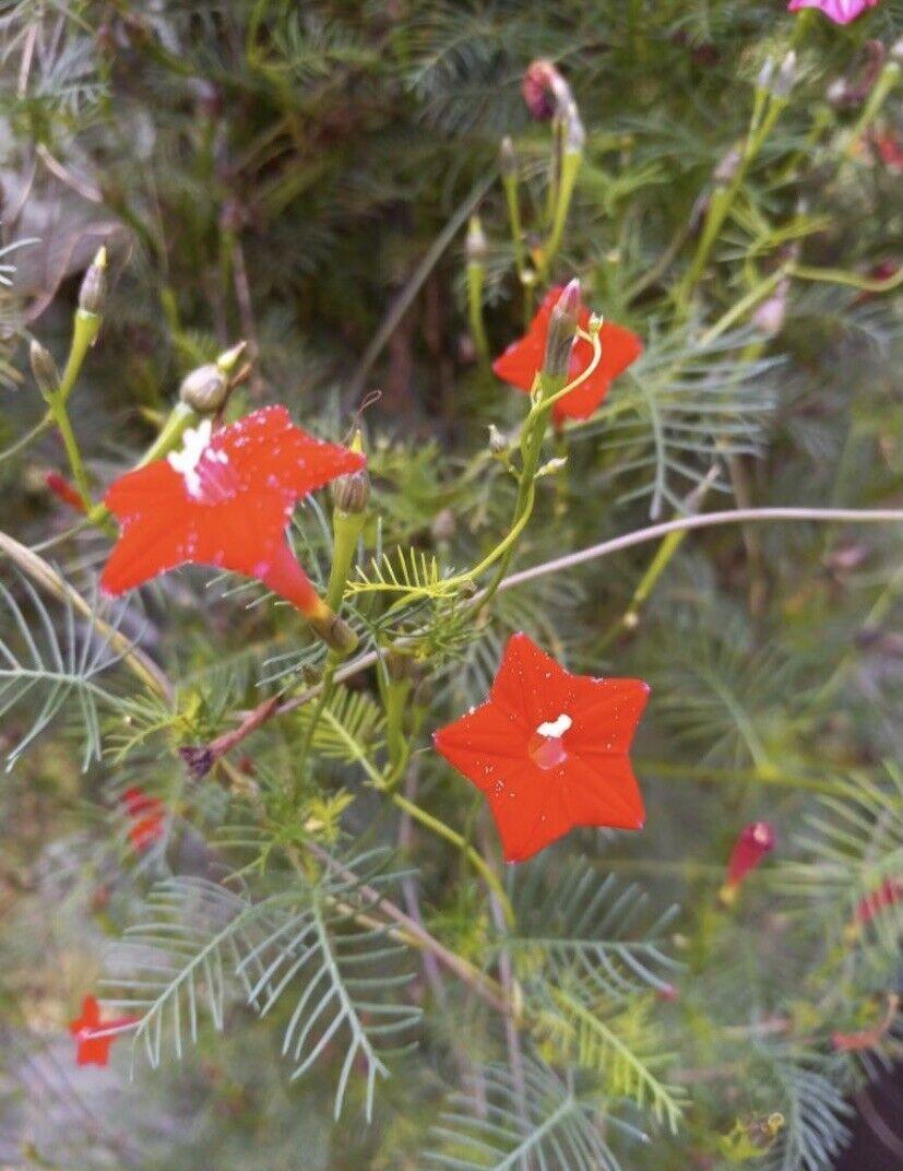 10 Red Cypress Vine Seeds - Seed World