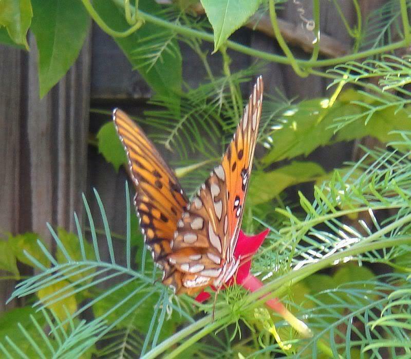 10 Red Cypress Vine Seeds - Seed World