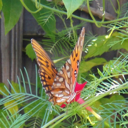 10 Red Cypress Vine Seeds - Seed World