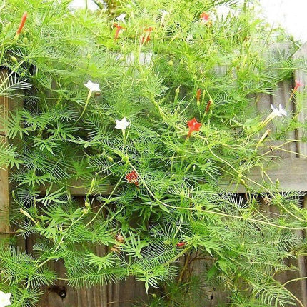 10 Red Cypress Vine Seeds - Seed World