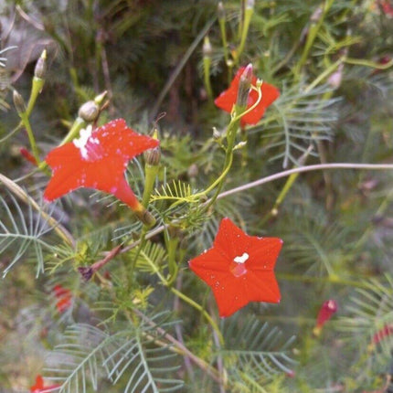 10 Red Cypress Vine Seeds - Seed World