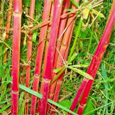 10 Red Dragon Clumping Bamboo Seeds - Seed World