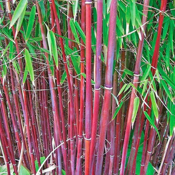 10 Red Dragon Clumping Bamboo Seeds - Seed World