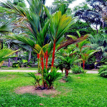 10 Red Sealing Wax Palm Tree Seeds - Seed World