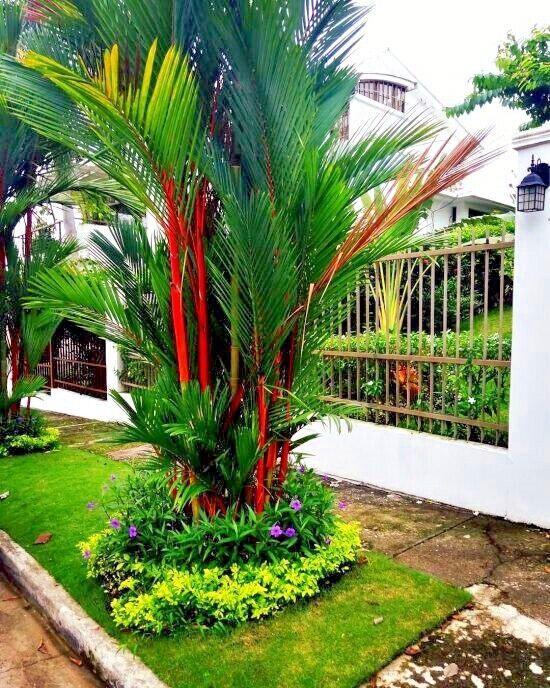 10 Red Sealing Wax Palm Tree Seeds - Seed World
