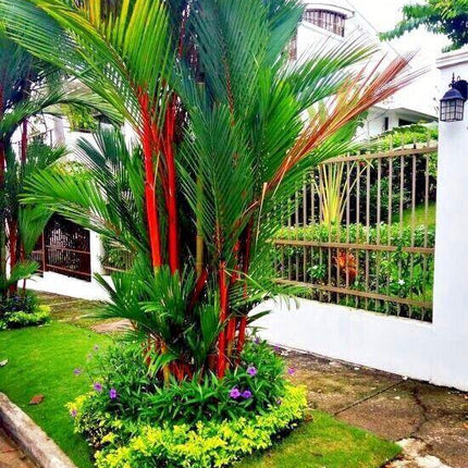 10 Red Sealing Wax Palm Tree Seeds - Seed World