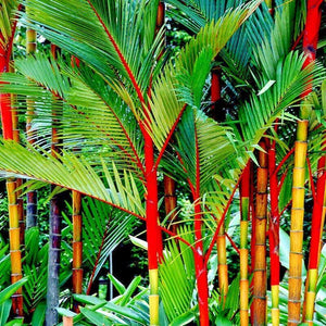 10 Red Sealing Wax Palm Tree Seeds - Seed World