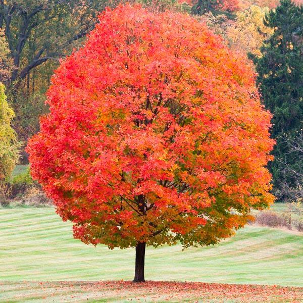 10 Red Sunset Japanese Maple (Acer Rubrum) Tree Seeds - Seed World