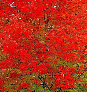 10 Red Sunset Japanese Maple (Acer Rubrum) Tree Seeds - Seed World