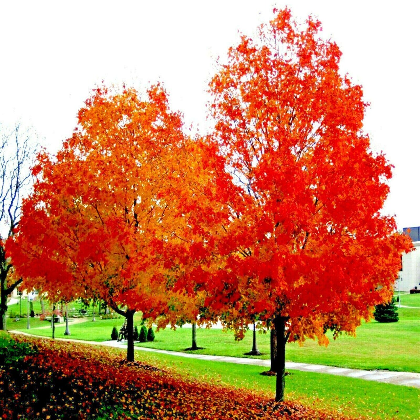 10 Red Sunset Japanese Maple (Acer Rubrum) Tree Seeds - Seed World