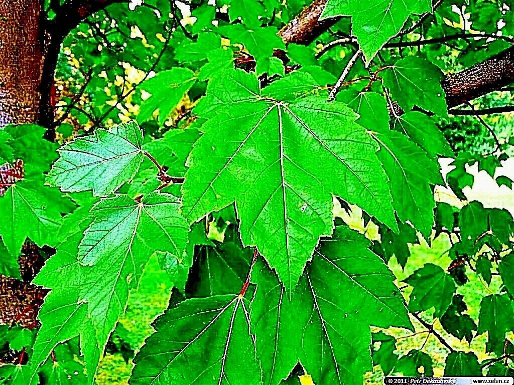 10 Red Sunset Japanese Maple (Acer Rubrum) Tree Seeds - Seed World