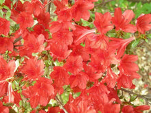10 Rhododendron Cumberlandense Azalea Seeds - Seed World