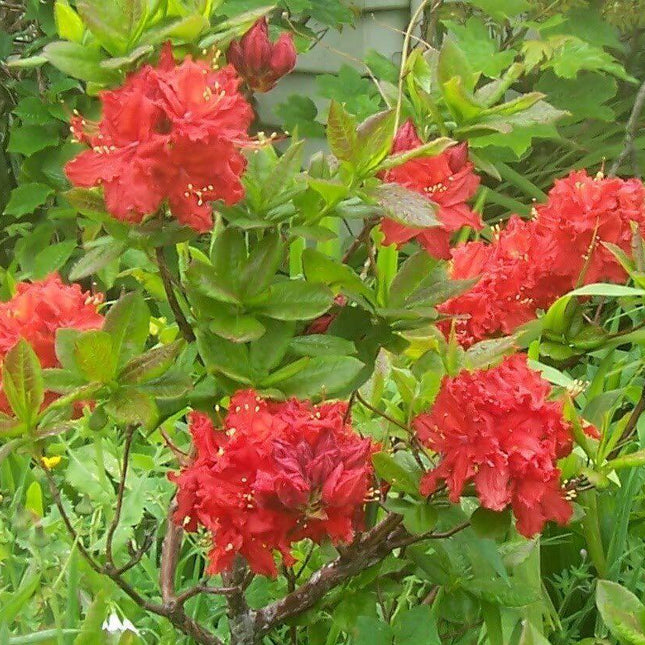 10 Rhododendron Cumberlandense Azalea Seeds - Seed World