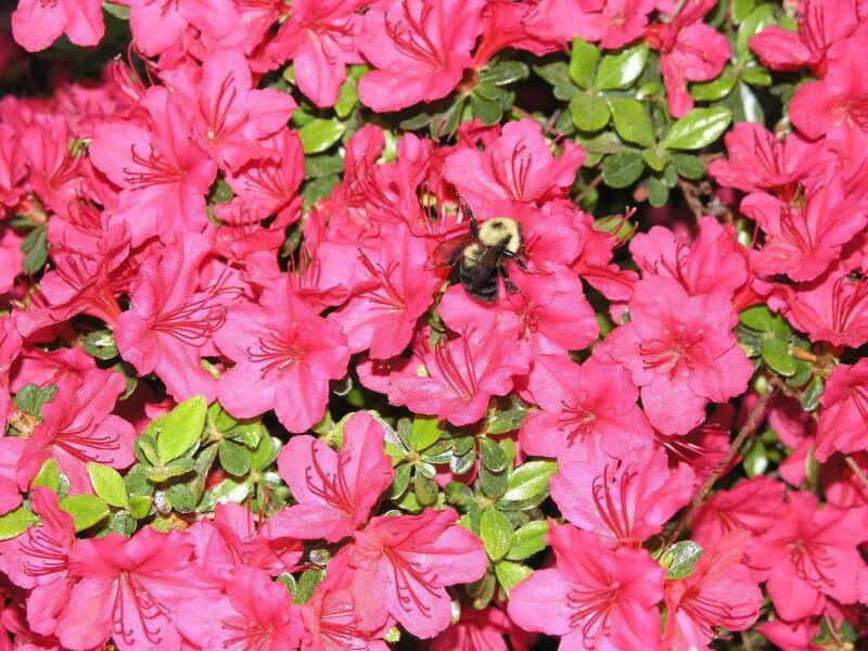10 Rhododendron Cumberlandense Azalea Seeds - Seed World