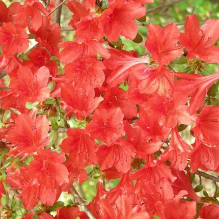 10 Rhododendron Cumberlandense Azalea Seeds - Seed World