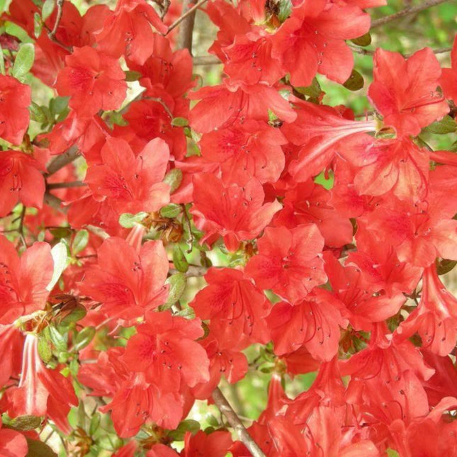 10 Rhododendron Cumberlandense Azalea Seeds - Seed World