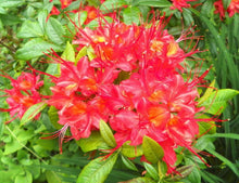 10 Rhododendron Cumberlandense Azalea Seeds - Seed World