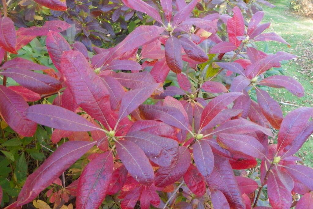 10 Rhododendron Cumberlandense Azalea Seeds - Seed World