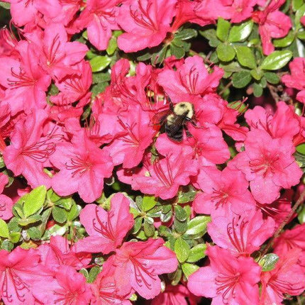 10 Rhododendron Cumberlandense Azalea Seeds - Seed World
