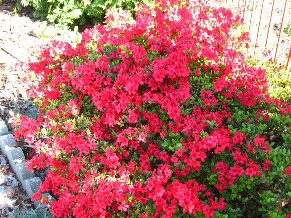 10 Rhododendron Cumberlandense Azalea Seeds - Seed World