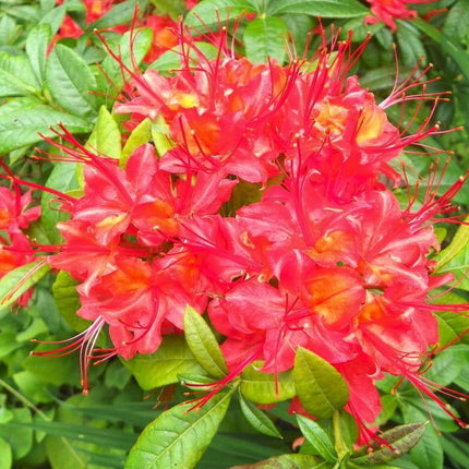 10 Rhododendron Cumberlandense Azalea Seeds - Seed World