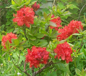10 Rhododendron Cumberlandense Azalea Seeds - Seed World