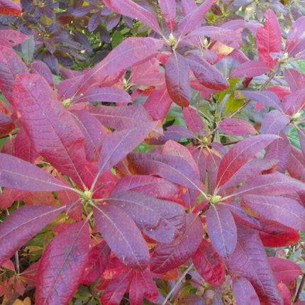 10 Rhododendron Cumberlandense Azalea Seeds - Seed World