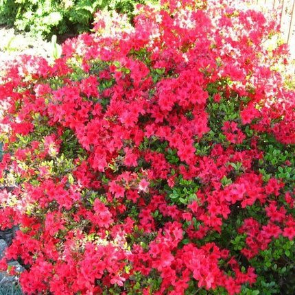 10 Rhododendron Cumberlandense Azalea Seeds - Seed World