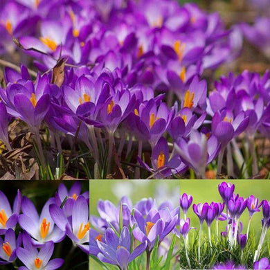 10 Saffron 