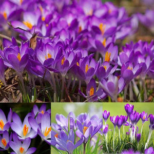 10 Saffron "Autumn Crocus" Seeds - Seed World