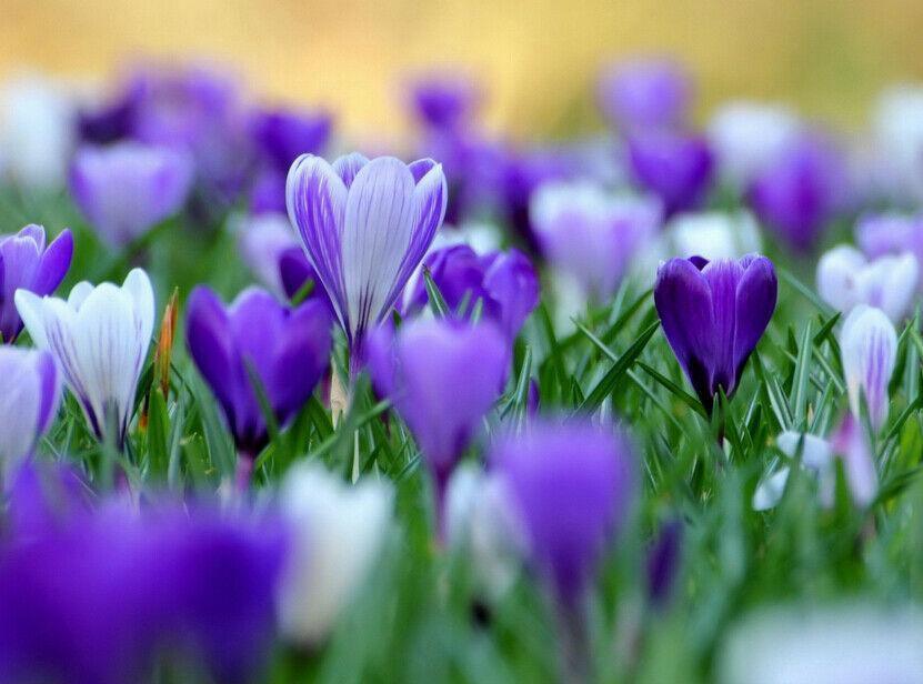 10 Saffron "Autumn Crocus" Seeds - Seed World