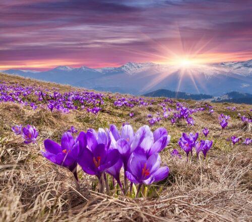 10 Saffron "Autumn Crocus" Seeds - Seed World