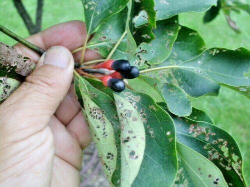 10 Sassafras (Sassafras albidum) Tree Seeds - Seed World
