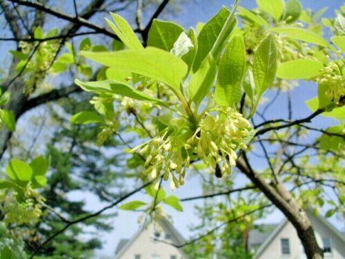 10 Sassafras (Sassafras albidum) Tree Seeds - Seed World