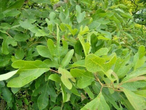 10 Sassafras (Sassafras albidum) Tree Seeds - Seed World