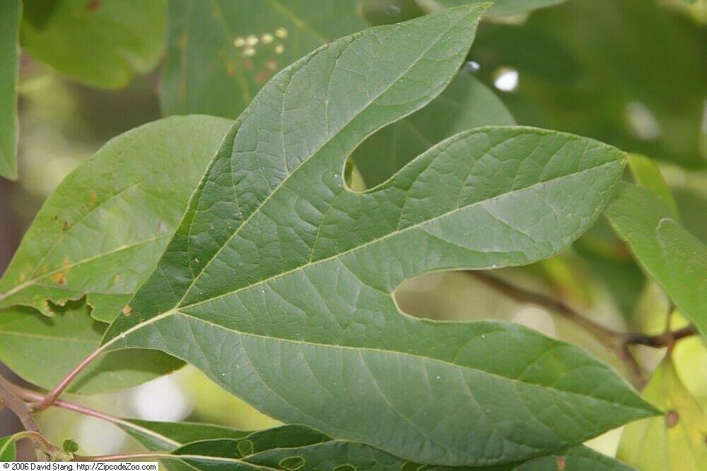 10 Sassafras (Sassafras albidum) Tree Seeds - Seed World