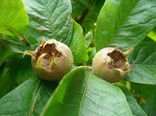 10 Showy Mespilus - Medlar (Mespilus Germanica) Seeds - Seed World