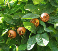 10 Showy Mespilus - Medlar (Mespilus Germanica) Seeds - Seed World